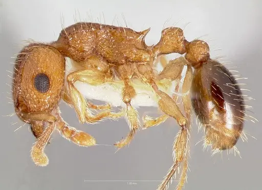 Tetramorium bicarinatum - CASENT0005826