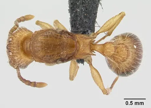 Tetramorium bicarinatum - CASENT0055694