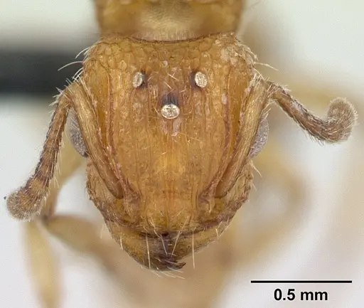 Tetramorium bicarinatum - CASENT0055694