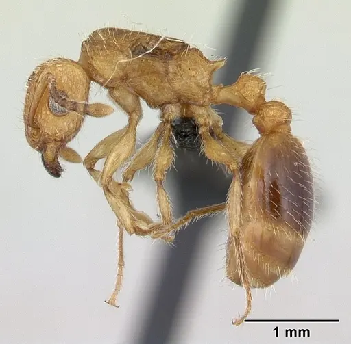 Tetramorium bicarinatum - CASENT0055694
