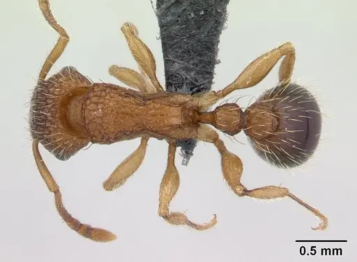Tetramorium bicarinatum - CASENT0059100