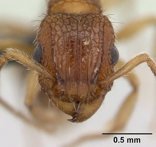 Tetramorium bicarinatum - CASENT0059100