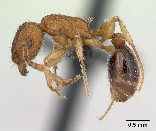 Tetramorium bicarinatum - CASENT0059100