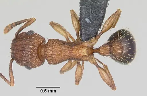 Tetramorium bicarinatum - CASENT0060334