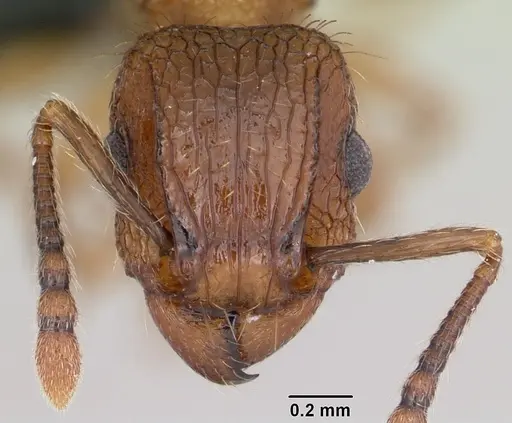 Tetramorium bicarinatum - CASENT0060334