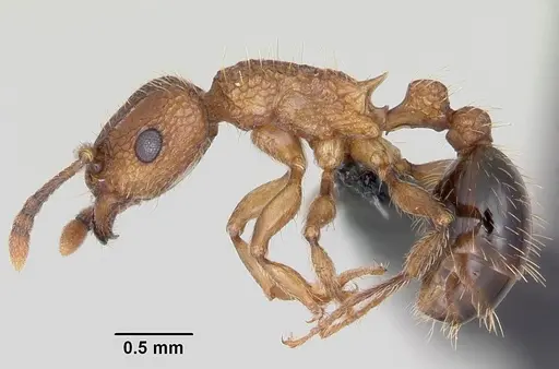 Tetramorium bicarinatum - CASENT0060334