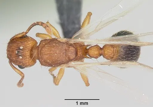 Tetramorium bicarinatum - CASENT0064305