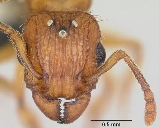 Tetramorium bicarinatum - CASENT0064305