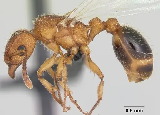 Tetramorium bicarinatum - CASENT0064305