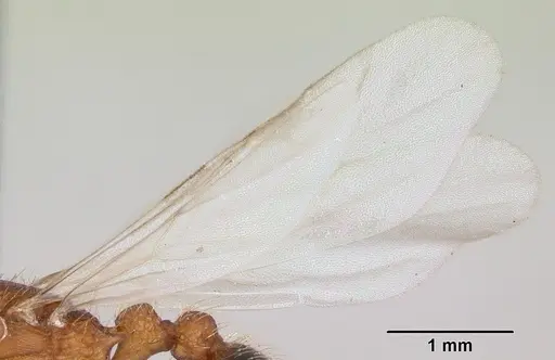 Tetramorium bicarinatum - CASENT0064305