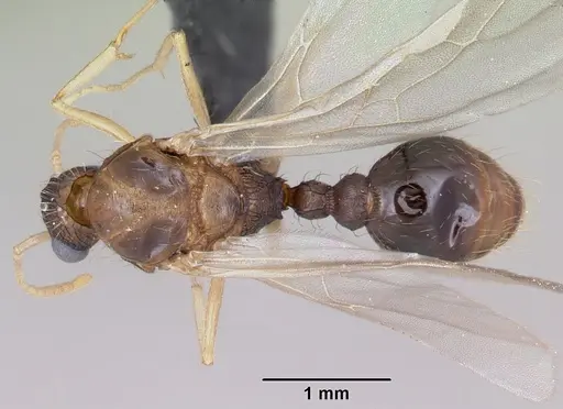 Tetramorium bicarinatum - CASENT0064306