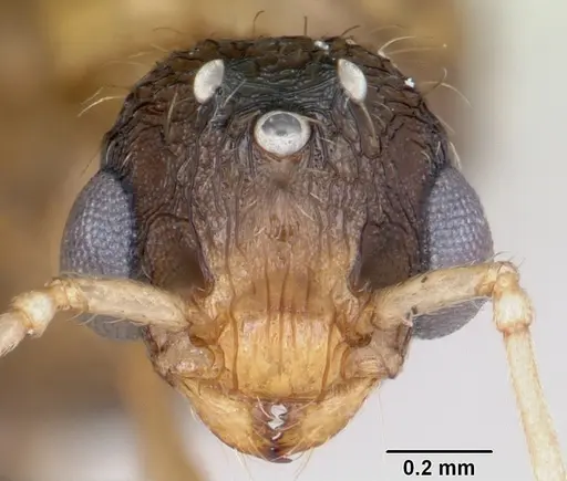 Tetramorium bicarinatum - CASENT0064306