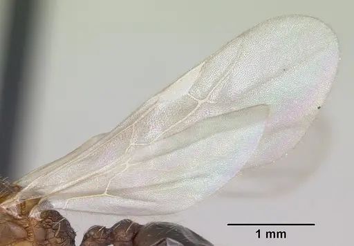 Tetramorium bicarinatum - CASENT0064306