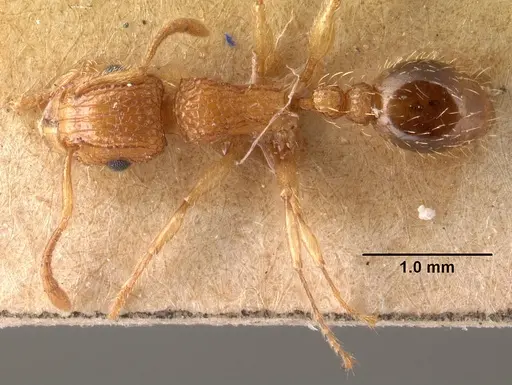Tetramorium bicarinatum - CASENT0101480