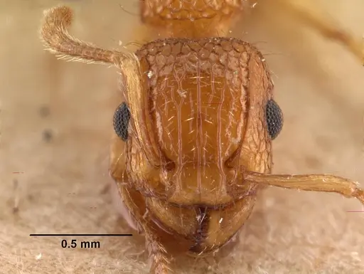 Tetramorium bicarinatum - CASENT0101480