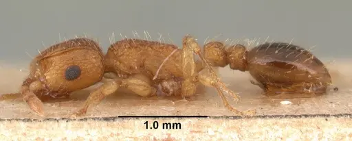 Tetramorium bicarinatum - CASENT0101480