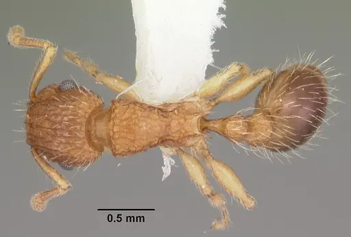 Tetramorium bicarinatum - CASENT0102404