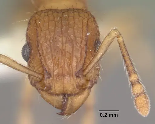 Tetramorium bicarinatum - CASENT0102404