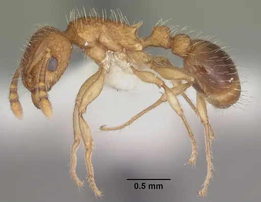 Tetramorium bicarinatum - CASENT0102404