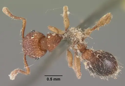 Tetramorium bicarinatum - CASENT0102530
