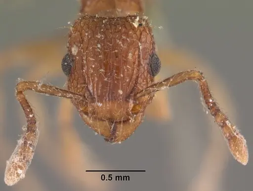 Tetramorium bicarinatum - CASENT0102530