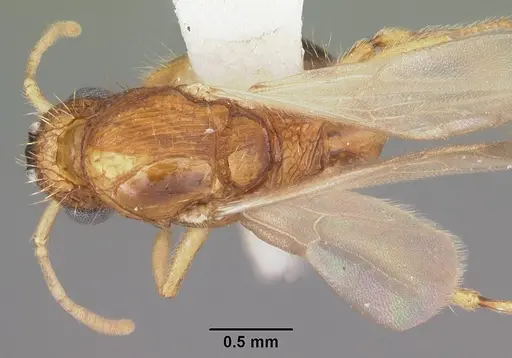 Tetramorium bicarinatum - CASENT0102736
