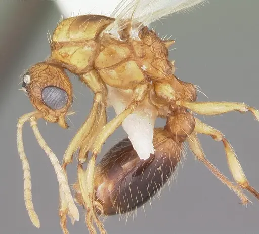 Tetramorium bicarinatum - CASENT0102736