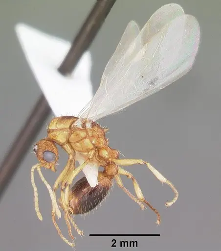 Tetramorium bicarinatum - CASENT0102736