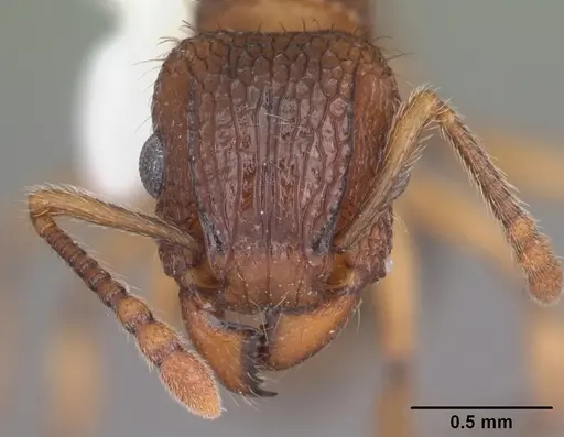 Tetramorium bicarinatum - CASENT0102737