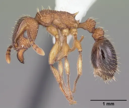 Tetramorium bicarinatum - CASENT0102737