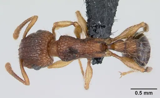 Tetramorium bicarinatum - CASENT0125127