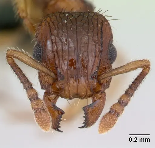 Tetramorium bicarinatum - CASENT0125127