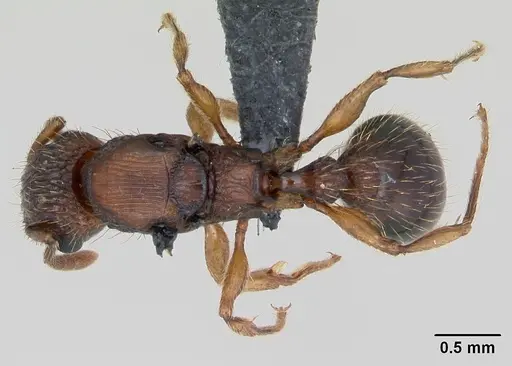 Tetramorium bicarinatum - CASENT0135255