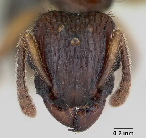 Tetramorium bicarinatum - CASENT0135255
