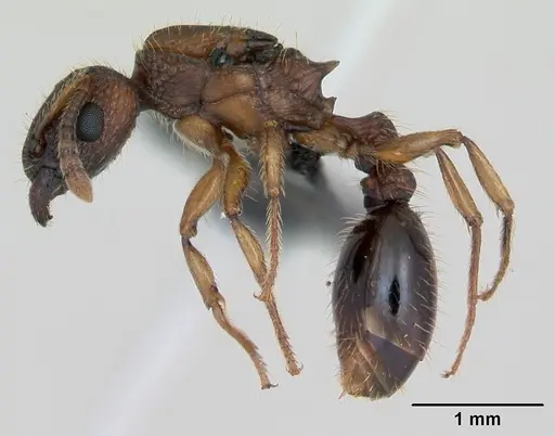 Tetramorium bicarinatum - CASENT0135255