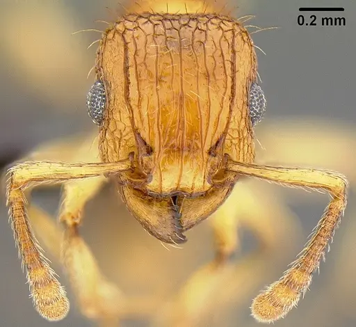 Tetramorium bicarinatum - CASENT0171032