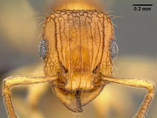Tetramorium bicarinatum - CASENT0171032