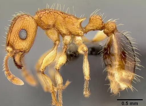 Tetramorium bicarinatum - CASENT0171032