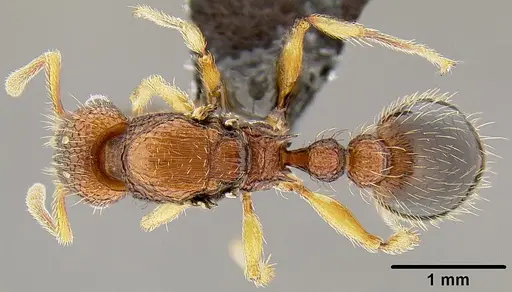 Tetramorium bicarinatum - CASENT0171033