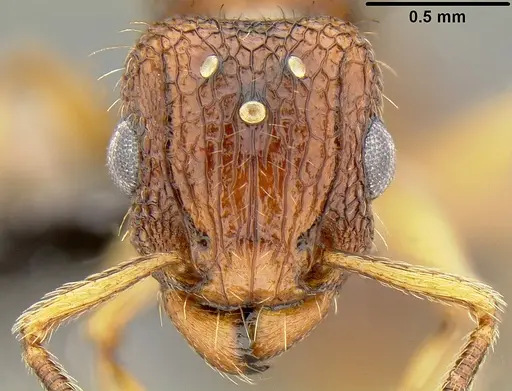 Tetramorium bicarinatum - CASENT0171033