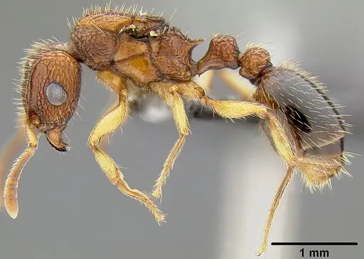 Tetramorium bicarinatum - CASENT0171033