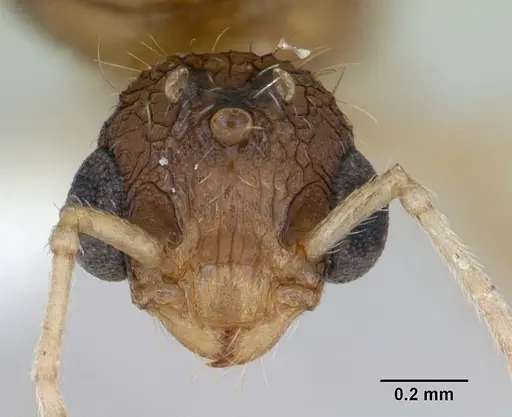 Tetramorium bicarinatum - CASENT0173283