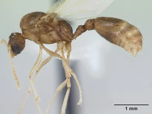 Tetramorium bicarinatum - CASENT0173283