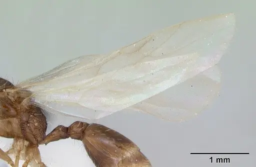 Tetramorium bicarinatum - CASENT0173283