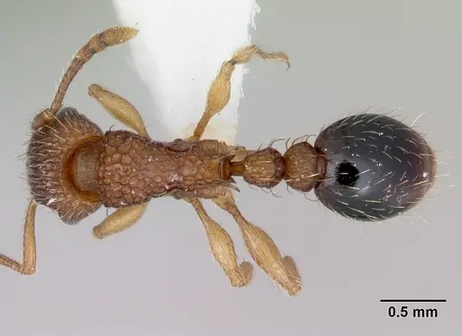 Tetramorium bicarinatum - CASENT0173284