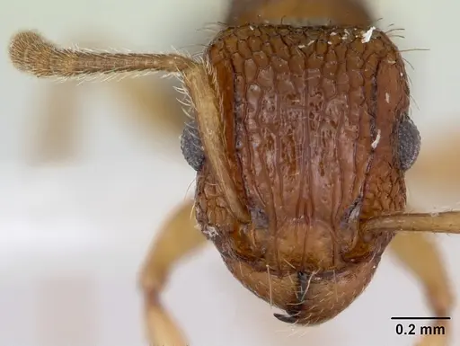 Tetramorium bicarinatum - CASENT0173284