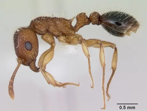Tetramorium bicarinatum - CASENT0173284