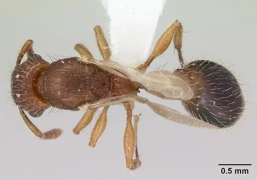 Tetramorium bicarinatum - CASENT0173285