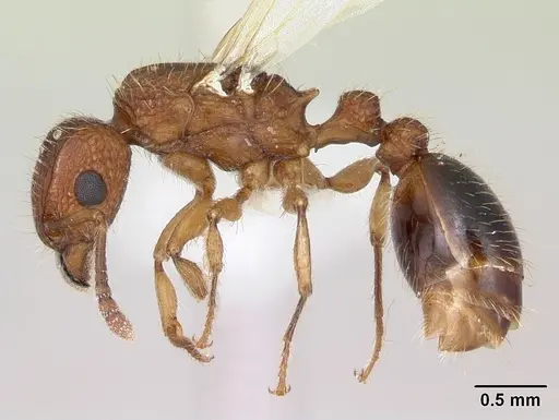 Tetramorium bicarinatum - CASENT0173285
