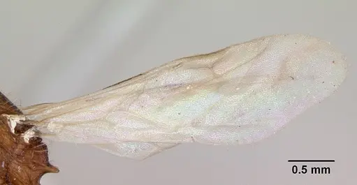 Tetramorium bicarinatum - CASENT0173285